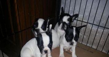 外国斗牛视频,揭秘外国斗牛场上的残酷现实