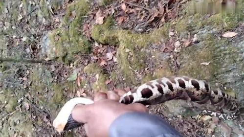 五步蛇咬人视频,紧急救援与科普警示