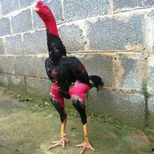 西双版纳斗鸡视频,激战正酣，热血沸腾的乡村竞技