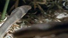 眼镜蛇视频大全,揭秘神秘蛇类生活瞬间