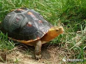 黄缘闭壳龟视频,探寻古老生命的灵动瞬间