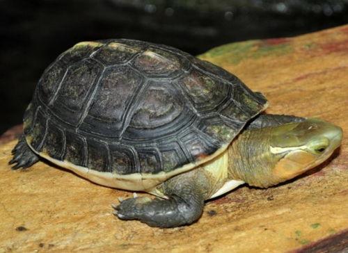 黄缘闭壳龟视频,探寻古老生命的灵动瞬间