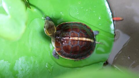 黄缘闭壳龟视频,探寻古老生命的灵动瞬间