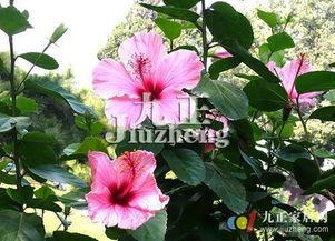 扶桑花的修剪视频,视频教程详解