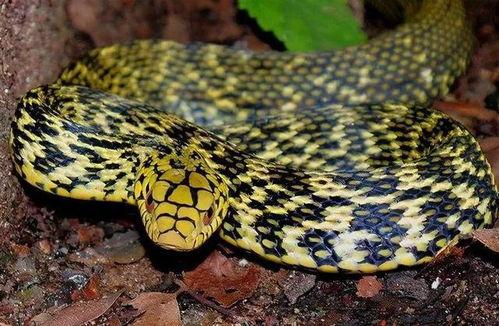 菜花蛇视频,揭秘神秘生物的生存智慧与生态价值