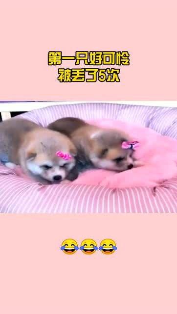 可怜视频,视频背后的真实故事